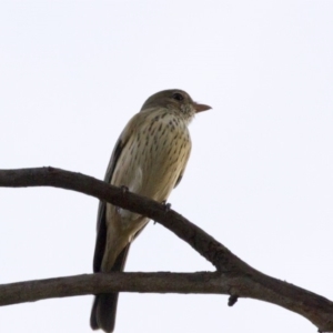 Pachycephala rufiventris at Higgins, ACT - 1 Apr 2018 05:20 PM