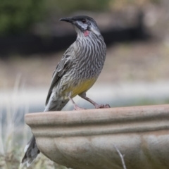 Anthochaera carunculata (Red Wattlebird) at Higgins, ACT - 2 Apr 2018 by AlisonMilton