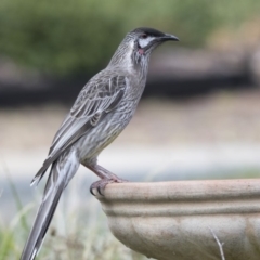 Anthochaera carunculata at Higgins, ACT - 2 Apr 2018