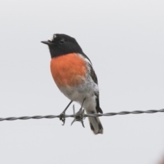 Petroica boodang (Scarlet Robin) at The Pinnacle - 2 Apr 2018 by Alison Milton