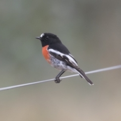 Petroica boodang (Scarlet Robin) at The Pinnacle - 2 Apr 2018 by Alison Milton