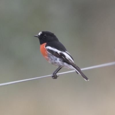 Petroica boodang (Scarlet Robin) at The Pinnacle - 2 Apr 2018 by Alison Milton