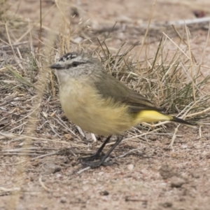 Acanthiza chrysorrhoa at The Pinnacle - 3 Apr 2018