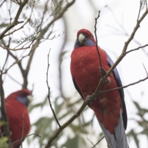 Platycercus elegans at The Pinnacle - 3 Apr 2018 10:50 AM