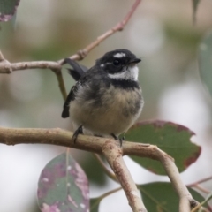 Rhipidura albiscapa (Grey Fantail) at Hawker, ACT - 3 Apr 2018 by Alison Milton