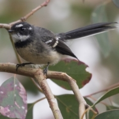 Rhipidura albiscapa at Hawker, ACT - 3 Apr 2018