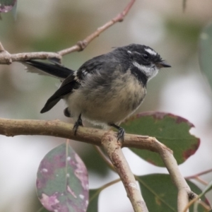 Rhipidura albiscapa at Hawker, ACT - 3 Apr 2018