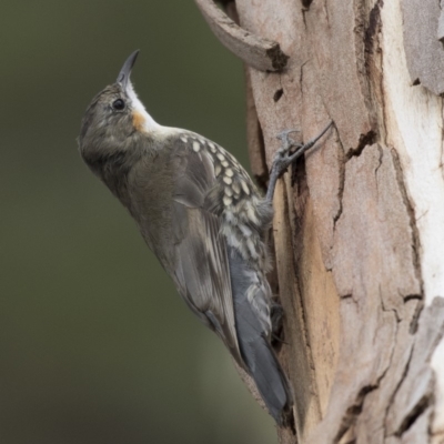 Cormobates leucophaea (White-throated Treecreeper) at The Pinnacle - 3 Apr 2018 by Alison Milton