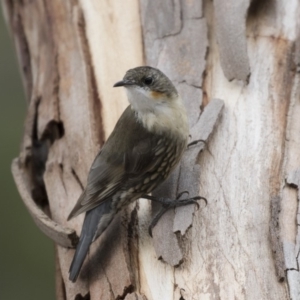 Cormobates leucophaea at The Pinnacle - 3 Apr 2018 10:55 AM