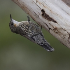 Cormobates leucophaea at The Pinnacle - 3 Apr 2018