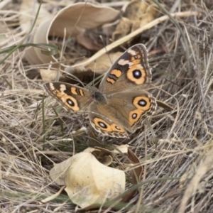 Junonia villida at The Pinnacle - 3 Apr 2018