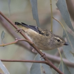 Pardalotus punctatus (Spotted Pardalote) at The Pinnacle - 3 Apr 2018 by AlisonMilton