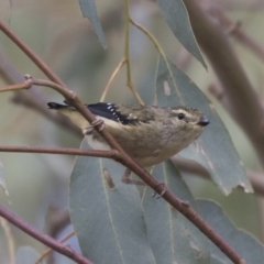 Pardalotus punctatus at The Pinnacle - 3 Apr 2018 11:55 AM