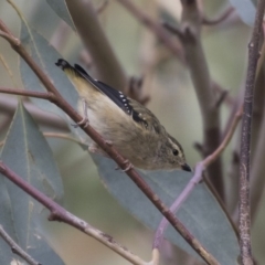 Pardalotus punctatus at The Pinnacle - 3 Apr 2018 11:55 AM