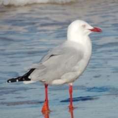 Chroicocephalus novaehollandiae (Silver Gull) at Meroo National Park - 5 Jun 2014 by MichaelBedingfield