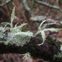 Ramalina sp. (genus) (A lichen) - 14 Jun 2014 by MichaelBedingfield