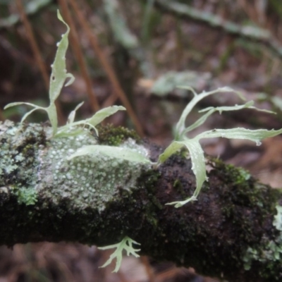 Ramalina sp. (Ramalina sp.) - 14 Jun 2014 by MichaelBedingfield