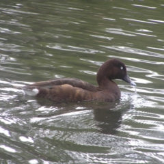 Aythya australis (Hardhead) at Gordon Pond - 22 Apr 2018 by MatthewFrawley