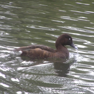 Aythya australis at Gordon, ACT - 22 Apr 2018