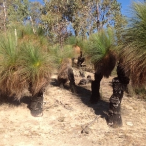 Xanthorrhoea glauca subsp. angustifolia at Paddys River, ACT - 18 May 2013