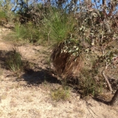 Xanthorrhoea glauca subsp. angustifolia at Paddys River, ACT - 18 May 2013