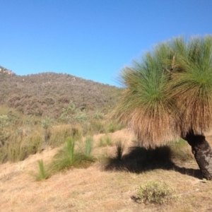 Xanthorrhoea glauca subsp. angustifolia at Paddys River, ACT - 18 May 2013