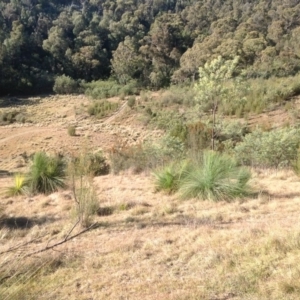 Xanthorrhoea glauca subsp. angustifolia at Paddys River, ACT - 18 May 2013