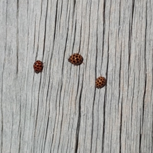 Harmonia conformis at Isaacs, ACT - 23 Apr 2018