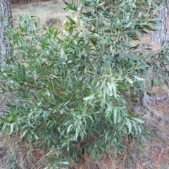 Acacia melanoxylon (Blackwood) at Isaacs, ACT - 23 Apr 2018 by Mike