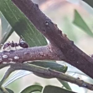 Iridomyrmex purpureus at Isaacs, ACT - 23 Apr 2018