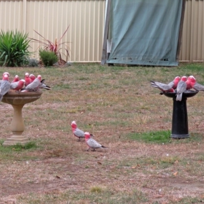 Eolophus roseicapilla (Galah) at Macarthur, ACT - 21 Apr 2018 by RodDeb