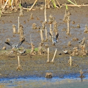 Charadrius melanops at Fyshwick, ACT - 23 Apr 2018 12:43 PM