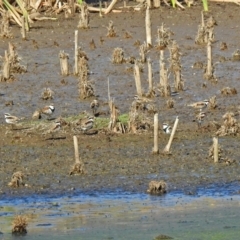 Charadrius melanops at Fyshwick, ACT - 23 Apr 2018