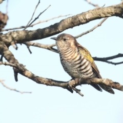 Chrysococcyx lucidus (Shining Bronze-Cuckoo) at Pambula, NSW - 23 Apr 2018 by Leo