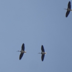 Threskiornis spinicollis (Straw-necked Ibis) at West Belconnen Pond - 10 Apr 2018 by Christine