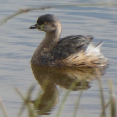 Tachybaptus novaehollandiae (Australasian Grebe) at West Belconnen Pond - 10 Apr 2018 by Christine