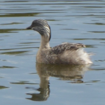 Poliocephalus poliocephalus (Hoary-headed Grebe) at Dunlop, ACT - 10 Apr 2018 by Christine