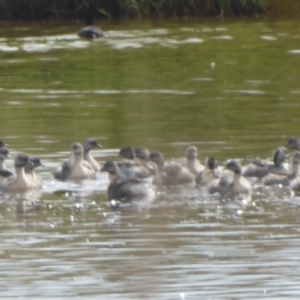 Poliocephalus poliocephalus at Dunlop, ACT - 10 Apr 2018