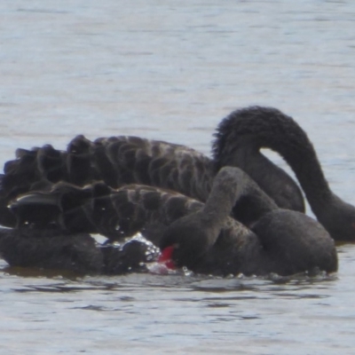 Cygnus atratus (Black Swan) at Dunlop, ACT - 10 Apr 2018 by Christine