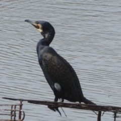 Phalacrocorax carbo (Great Cormorant) at West Belconnen Pond - 10 Apr 2018 by Christine
