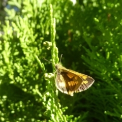 Ocybadistes walkeri (Green Grass-dart) at Flynn, ACT - 17 Apr 2018 by Christine