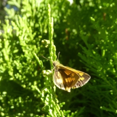 Ocybadistes walkeri (Green Grass-dart) at Flynn, ACT - 17 Apr 2018 by Christine