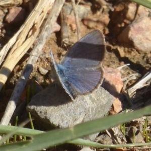 Zizina otis at Ginninderra Falls - 17 Apr 2018 03:01 PM