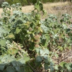 Marrubium vulgare (Horehound) at Belconnen, ACT - 19 Apr 2018 by Christine