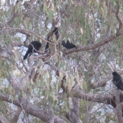 Corcorax melanorhamphos at Isaacs, ACT - 22 Apr 2018 06:04 PM