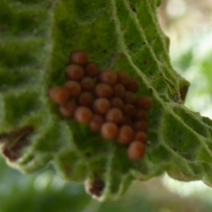 Agonoscelis rutila at Belconnen, ACT - 19 Apr 2018