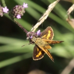 Ocybadistes walkeri (Green Grass-dart) at Molonglo Valley, ACT - 21 Apr 2018 by HarveyPerkins