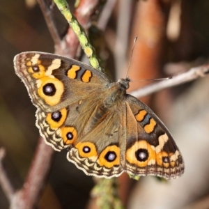 Junonia villida at Coombs, ACT - 21 Apr 2018 03:04 PM