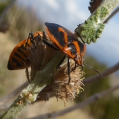 Agonoscelis rutila (Horehound bug) at Belconnen, ACT - 19 Apr 2018 by Christine