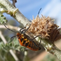 Agonoscelis rutila at Belconnen, ACT - 19 Apr 2018